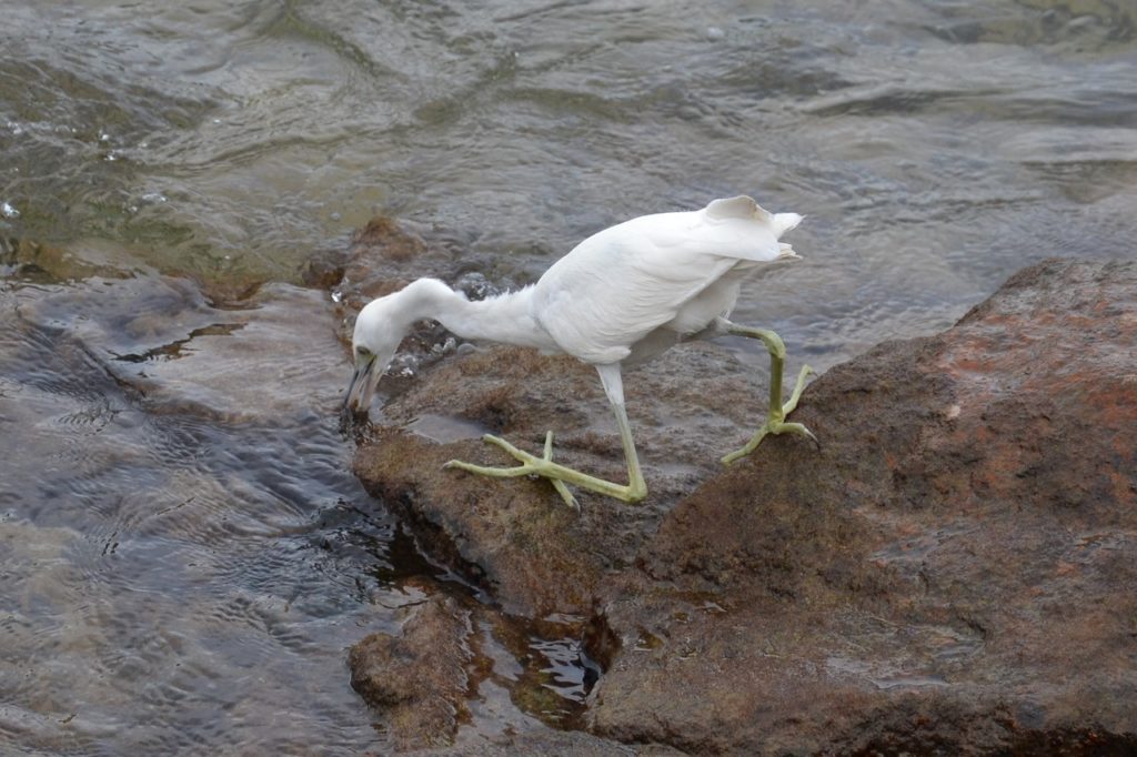 Aigrette bleue Véro2DM Photographe animalier Oiseaux