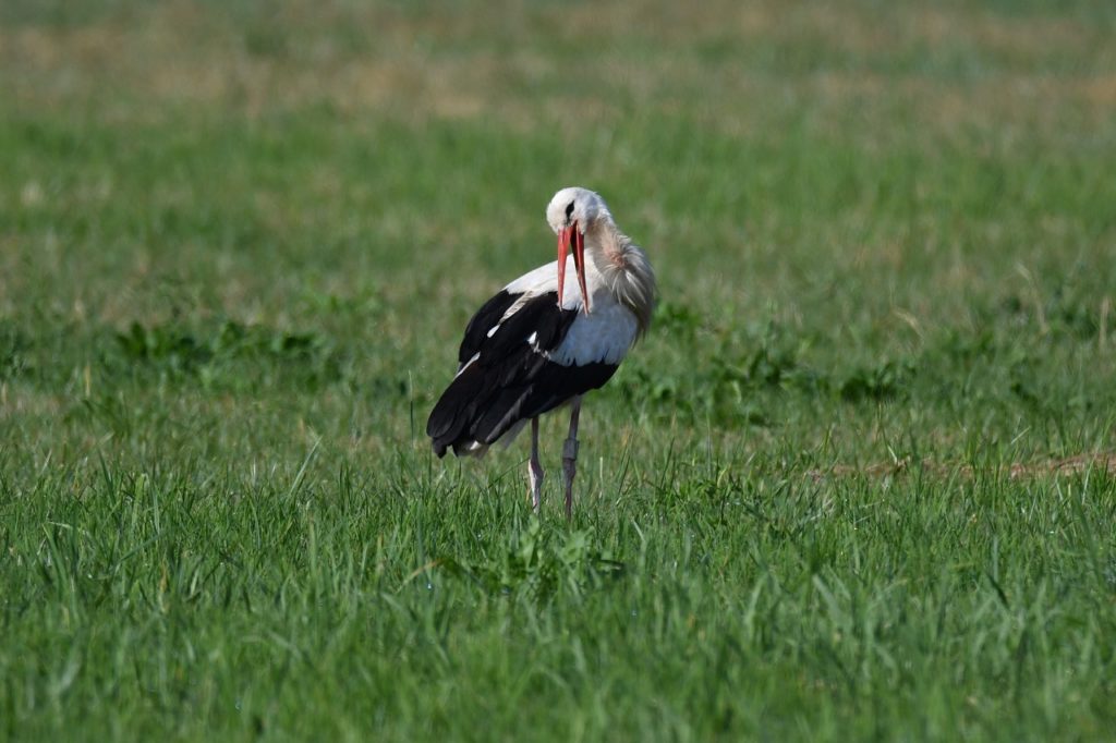 Cigogne blanche Véro2DM Photographe animalier Oiseaux 