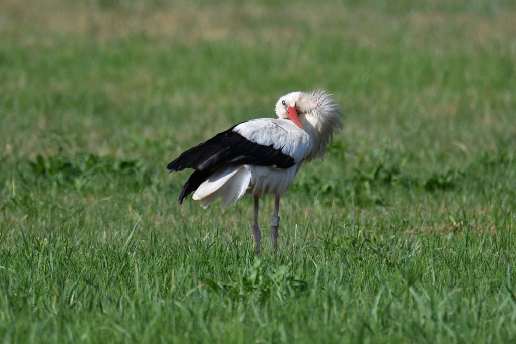 Cigogne blanche Véro2DM Photographe animalier Oiseaux 