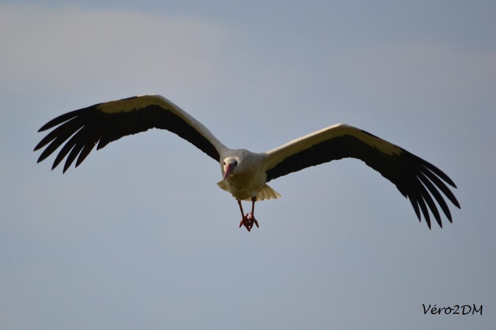 Cigogne blanche Véro2DM Photographe animalier Oiseaux 