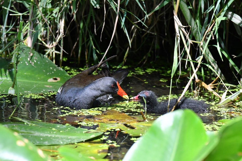 Gallinule poule-d'eau Véro2DM Photographe animalier Oiseaux