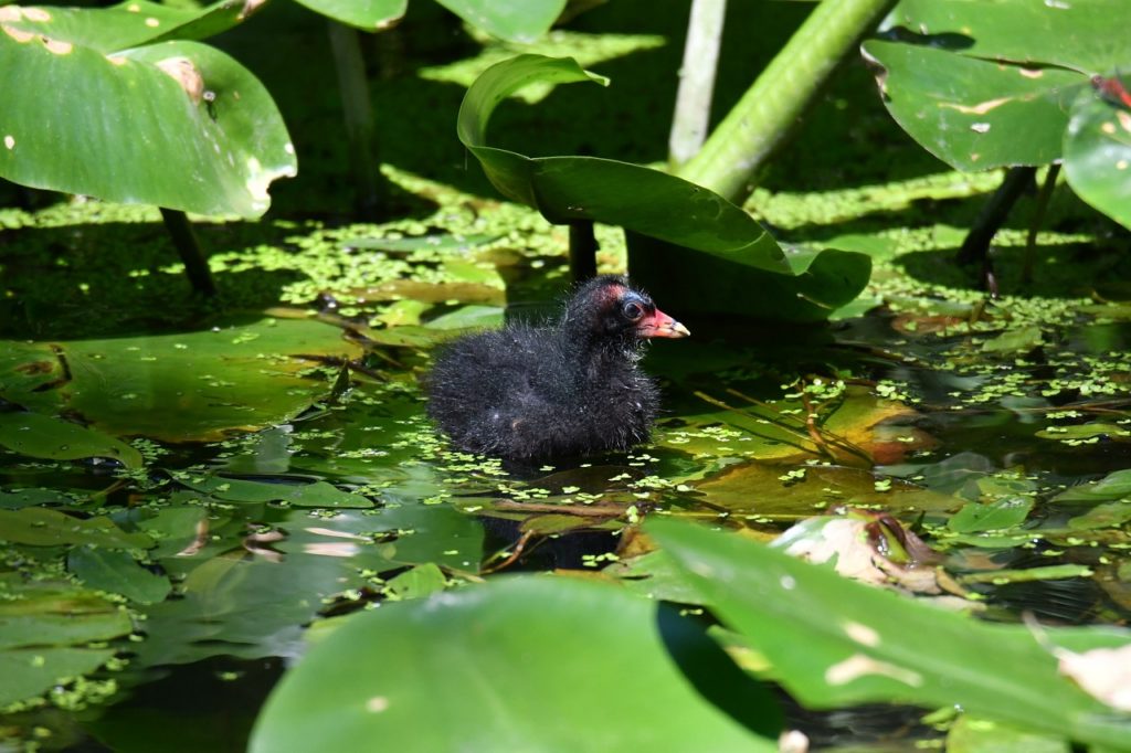 Gallinule poule-d'eau Véro2DM Photographe animalier Oiseaux