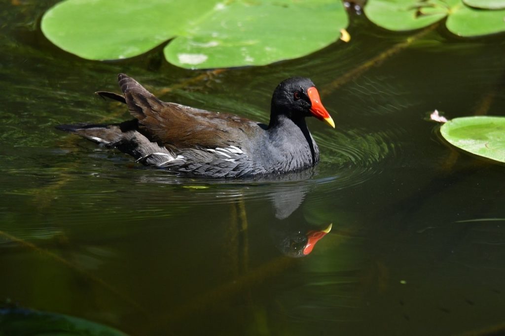 Gallinule poule-d'eau Véro2DM Photographe animalier Oiseaux