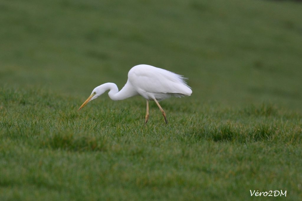 Grande aigrette  vero2DM Photographe animalier Oiseaux nature biodiversité