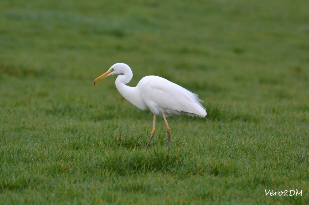 Grande aigrette  vero2DM Photographe animalier Oiseaux nature biodiversité