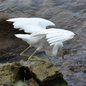 Aigrette bleue vero2dm.com photographe animalier