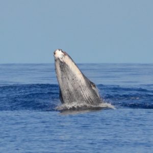 Baleine Vero2DM photographe animalier