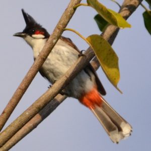 Bulbul orphée