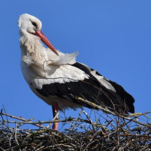 Cigogne blanche vero2dm.com photographe animalier