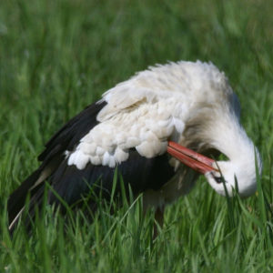 Cigogne blanche vero2dm.com photographe animalier