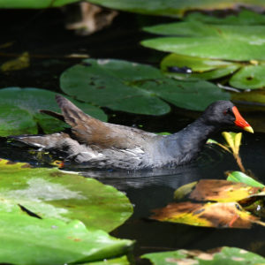 Gallinule poule-d'eau vero2dm.com photographe animalier