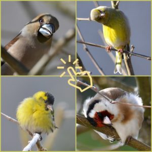 Oiseaux de mon jardin - vero2dm.com photographe animalier