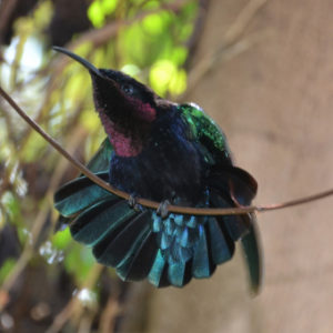 Colibri vero2dm.com photographe animalier