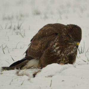 Buse variable vero2dm.com Photographe animalier biodiversité