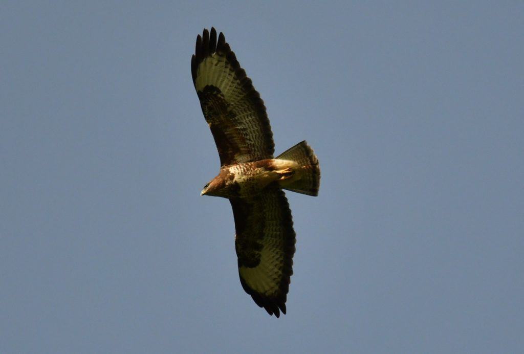 Buse variable vero2dm.com Photographe animalier biodiversité