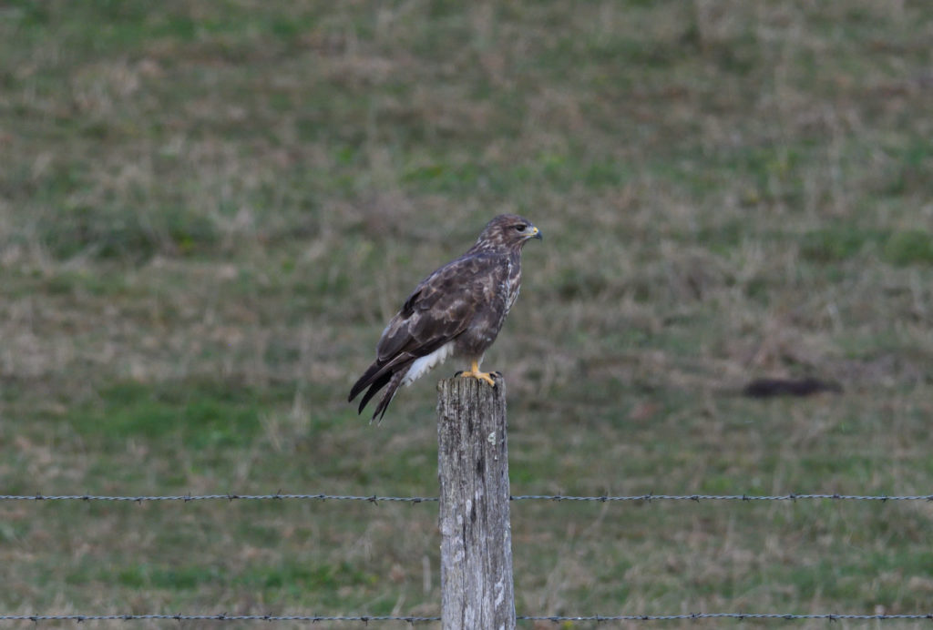 Buse variable vero2dm.com Photographe animalier biodiversité