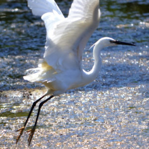 Aigrette garzette - vero2dm.com - photographe animalier - oiseaux - biodiversité