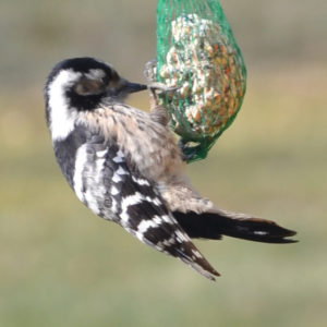 Pic épeichette - vero2dm.com - photographe animalier - oiseaux - biodiversité