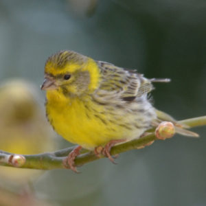 Serin Cini vero2dm.com - photographe animalier - oiseaux - biodiversité