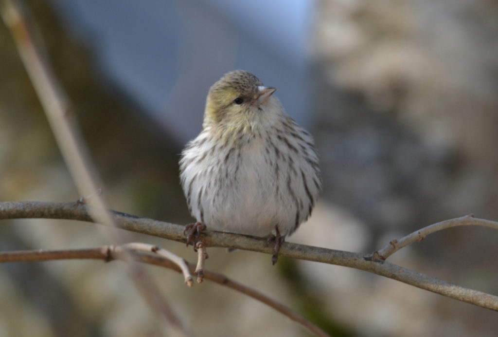 Tarin des aulnes - vero2dm.com - photographe animalier - oiseaux - biodiversité