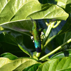 Colibri falle-vert - vero2dm.com - photographe animalier - oiseaux - biodiversité