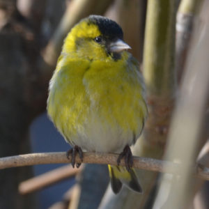 vero2dm.com - photographe animalier - oiseaux - biodiversité