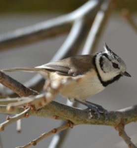 vero2dm.com - photographe animalier - oiseaux - biodiversité