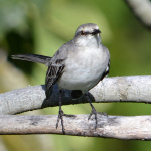 Moqueur des savanes - vero2dm.com - photographe animalier - oiseaux - biodiversité