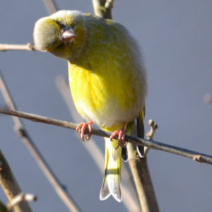 Verdier - vero2dm.com - photographe animalier - oiseaux - biodiversité