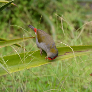 Diamant à cinq couleurs - vero2dm.com - photographe animalier - oiseaux - biodiversité