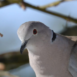 vero2dm.com - photographe animalier - oiseaux - biodiversité