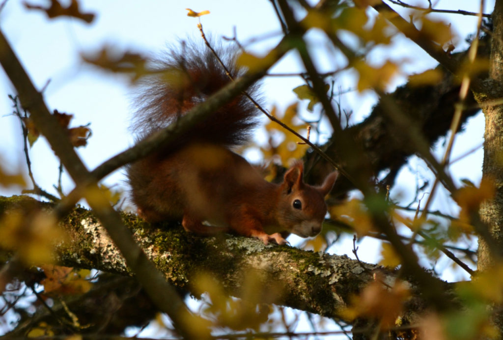 vero2dm.com - photographe animalier - oiseaux - biodiversité