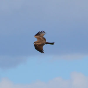 vero2dm.com - photographe animalier - oiseaux - biodiversité