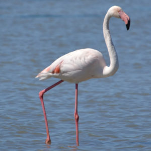 Flamand rose - vero2dm.com - photographe animalier - oiseaux - biodiversité