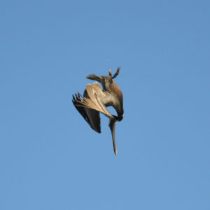 Pélican brun - vero2dm.com - photographe animalier - oiseaux - biodiversité