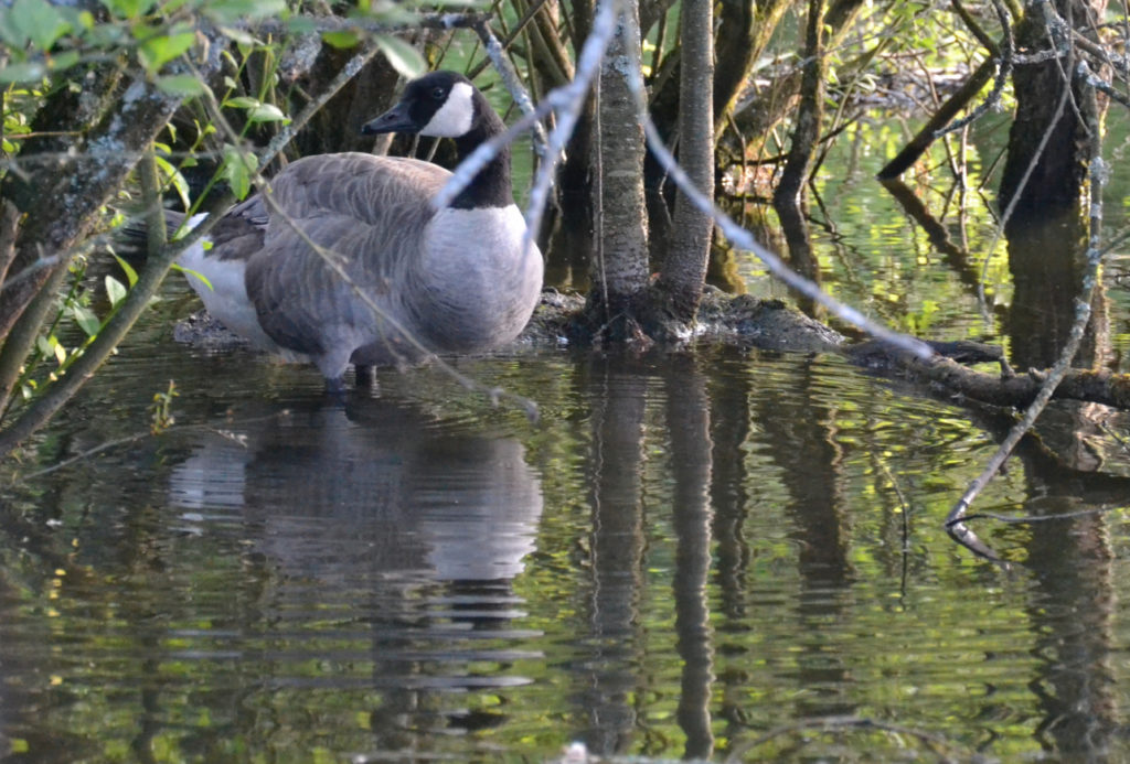 vero2dm.com - photographe animalier - oiseaux - biodiversité