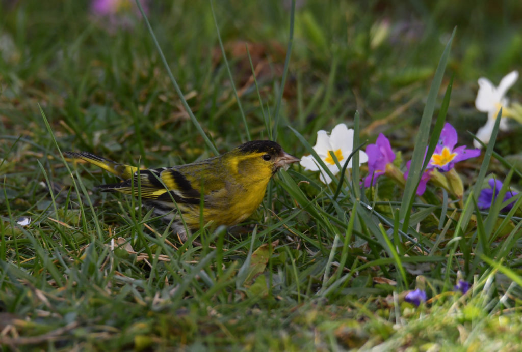 Tarin des aulnes vero2dm.com - photographe animalier - oiseaux - biodiversité