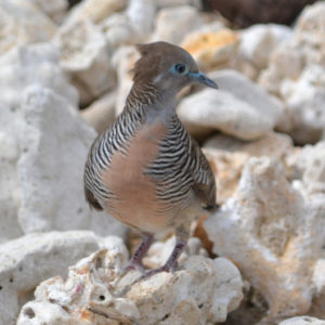 vero2dm.com - photographe animalier - oiseaux - biodiversité