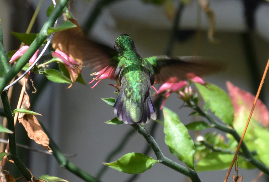 vero2dm.com - photographe animalier - oiseaux - biodiversité