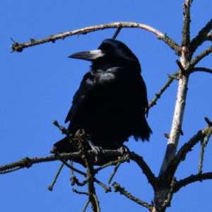 Corbeau freux - vero2dm.com - photographe animalier - oiseaux - biodiversité