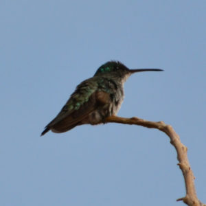 Colibri vert et gris - vero2dm.com - photographe animalier - oiseaux - biodiversité