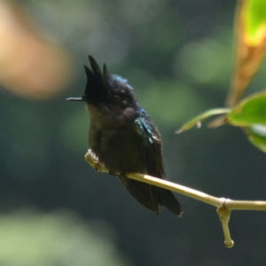 vero2dm.com - photographe animalier - oiseaux - biodiversité