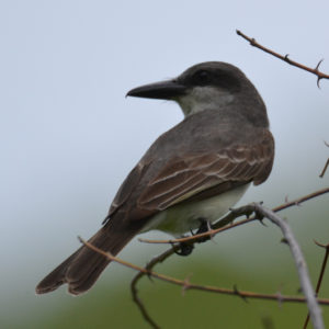 Tyran gris - vero2dm.com - photographe animalier - oiseaux - biodiversité