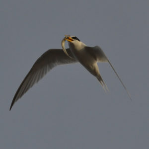 Sterne naine - vero2dm.com - photographe animalier - oiseaux - biodiversité