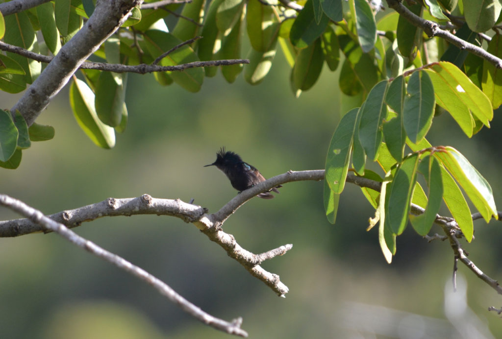 vero2dm.com - photographe animalier - oiseaux - biodiversité