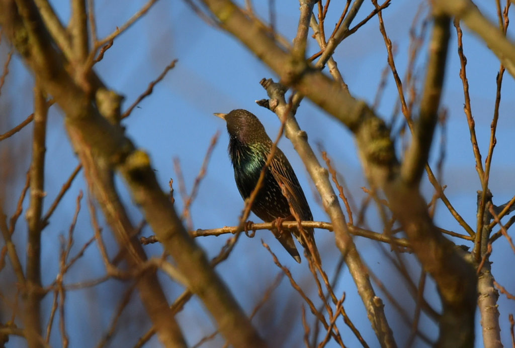 Etourneau - vero2dm.com - photographe animalier - oiseaux - biodiversité