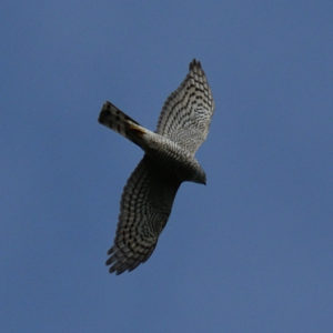 vero2dm.com - photographe animalier - oiseaux - biodiversité