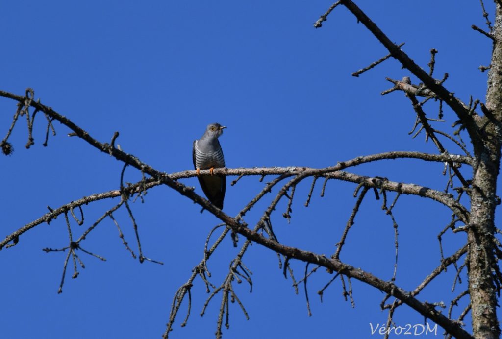 vero2dm.com - photographe animalier - oiseaux - biodiversité