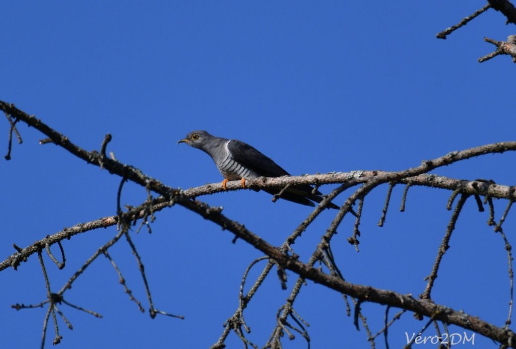 vero2dm.com - photographe animalier - oiseaux - biodiversité