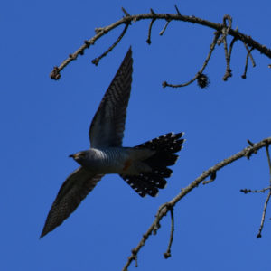vero2dm.com - photographe animalier - oiseaux - biodiversité